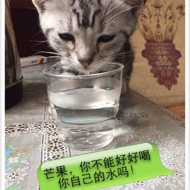 定制斯旺西大学文凭毕业证
